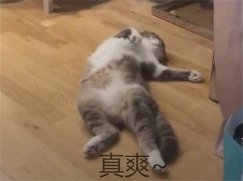 猫咪独自在家的时间探究，理解猫的独立性及主人的责任